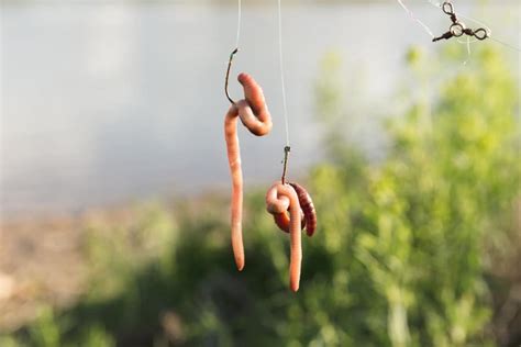 fishing bait worms|Best Worms for Fishing: Ultimate Guide to the Top Baits.